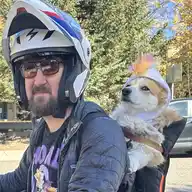 Shimmer the corgi, official brand mascot and Vibes department